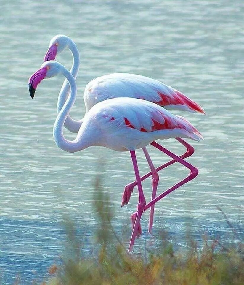Розовый фламинго. Розовый фламинго птица. Фламинго обыкновенный розовый. Андийский фламинго. Phoenicoparrus andinus.