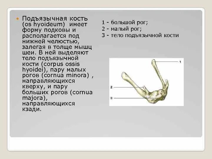 Подъязычная кость анатомия кт. Большой рог латынь. Подъязычная кость (os hyoideum). Подъязычная кость анатомия без подписей. Подъязычная кость строение латынь.