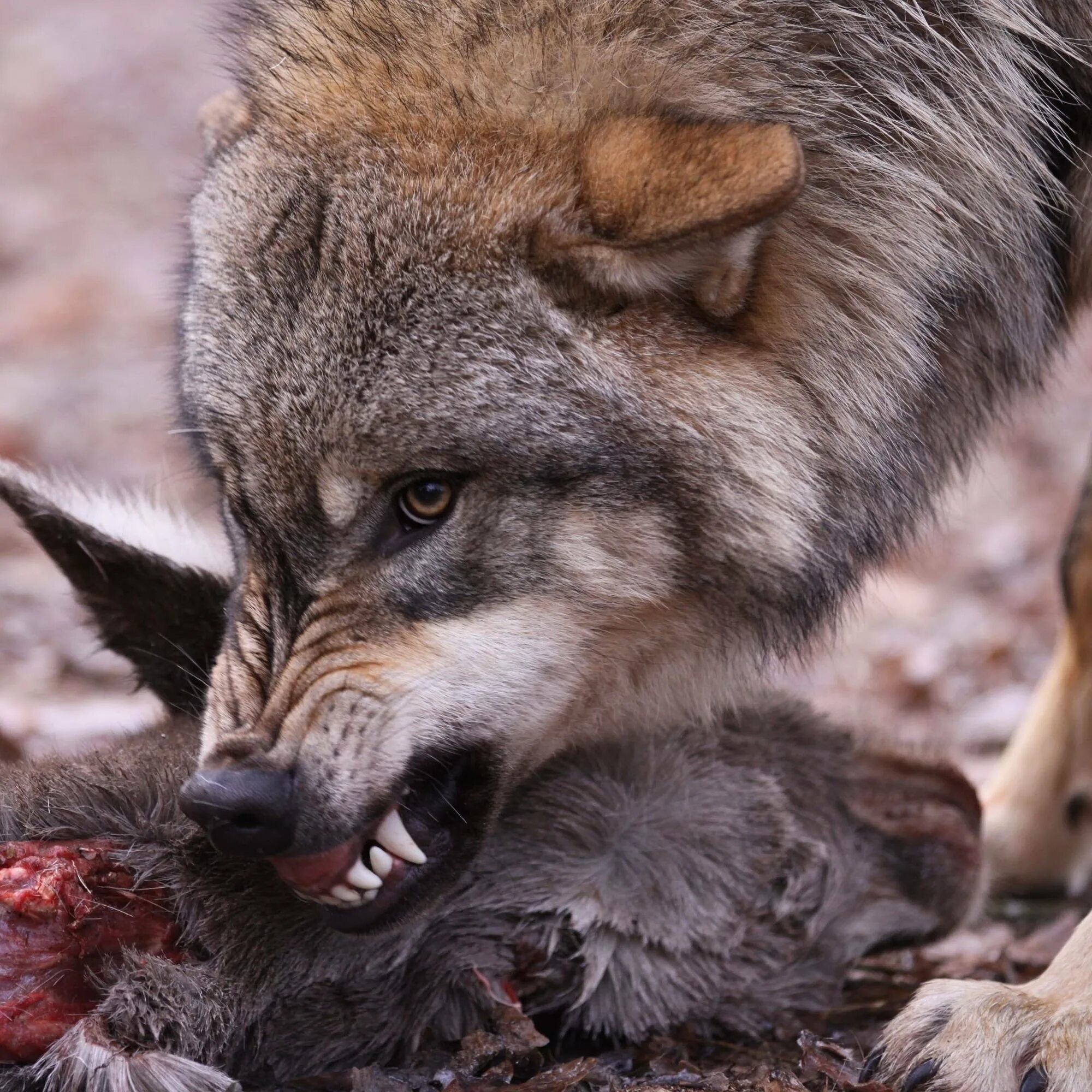 добыча волка