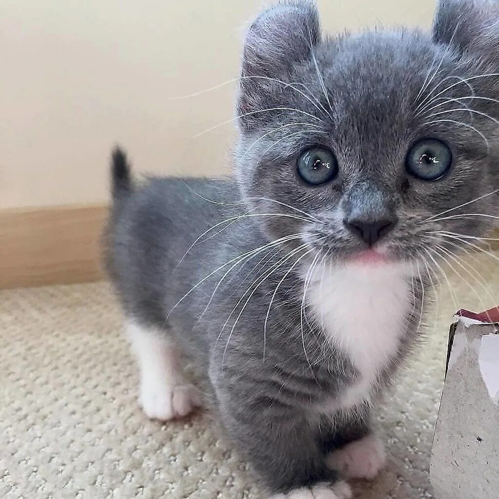 Манчкин шотландская вислоухая. Манчкин кинкалоу. Черноногая кошка котята. Африканская черноногая кошка. Маленькие породистые котята.