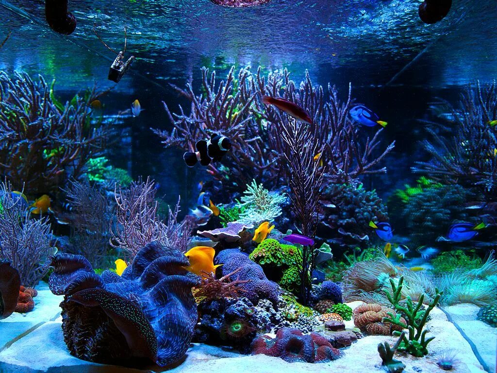 Аквариумные рыбки на дне. Кораллы для аквариума. Морской аквариум. Аквариум в стиле коралловый риф.