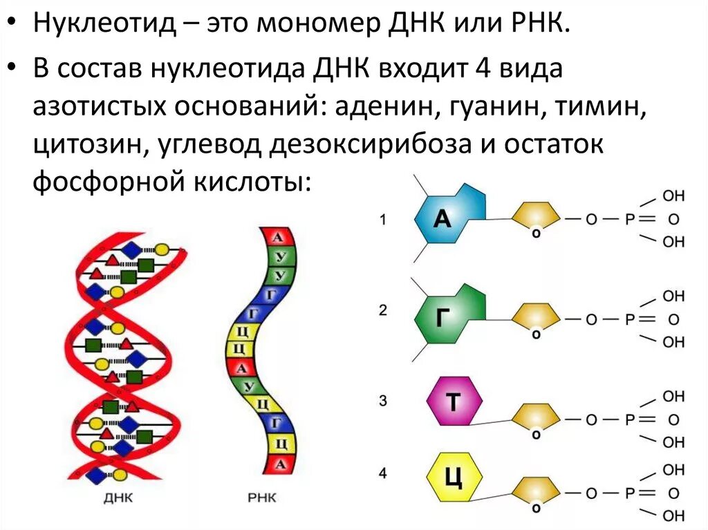 Составляющая днк