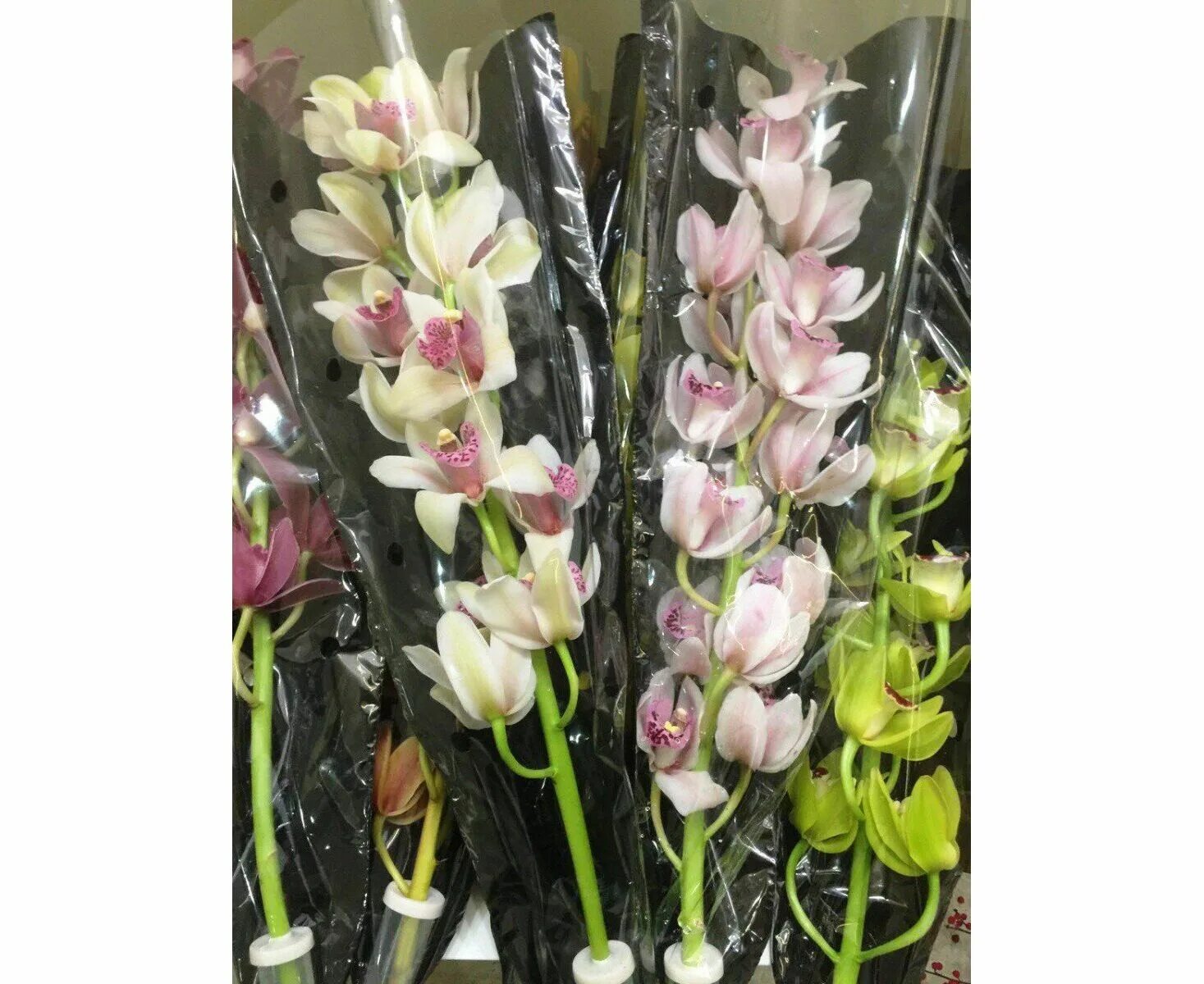 Орхидея цимбидиум розовая. Орхидея цимбидиум микс. Орхидея цимбидиум. Орхидея микс срезка. Орхидея уайт сноу цимбидиум.