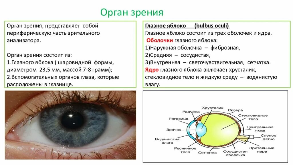 Роль органов зрения. Физиология органа зрения. Функции органов зрения человека. Строение органа зрения. Анатомия и физиология органа зрения.