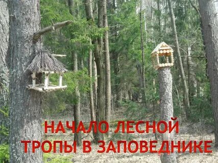 Начать лесной