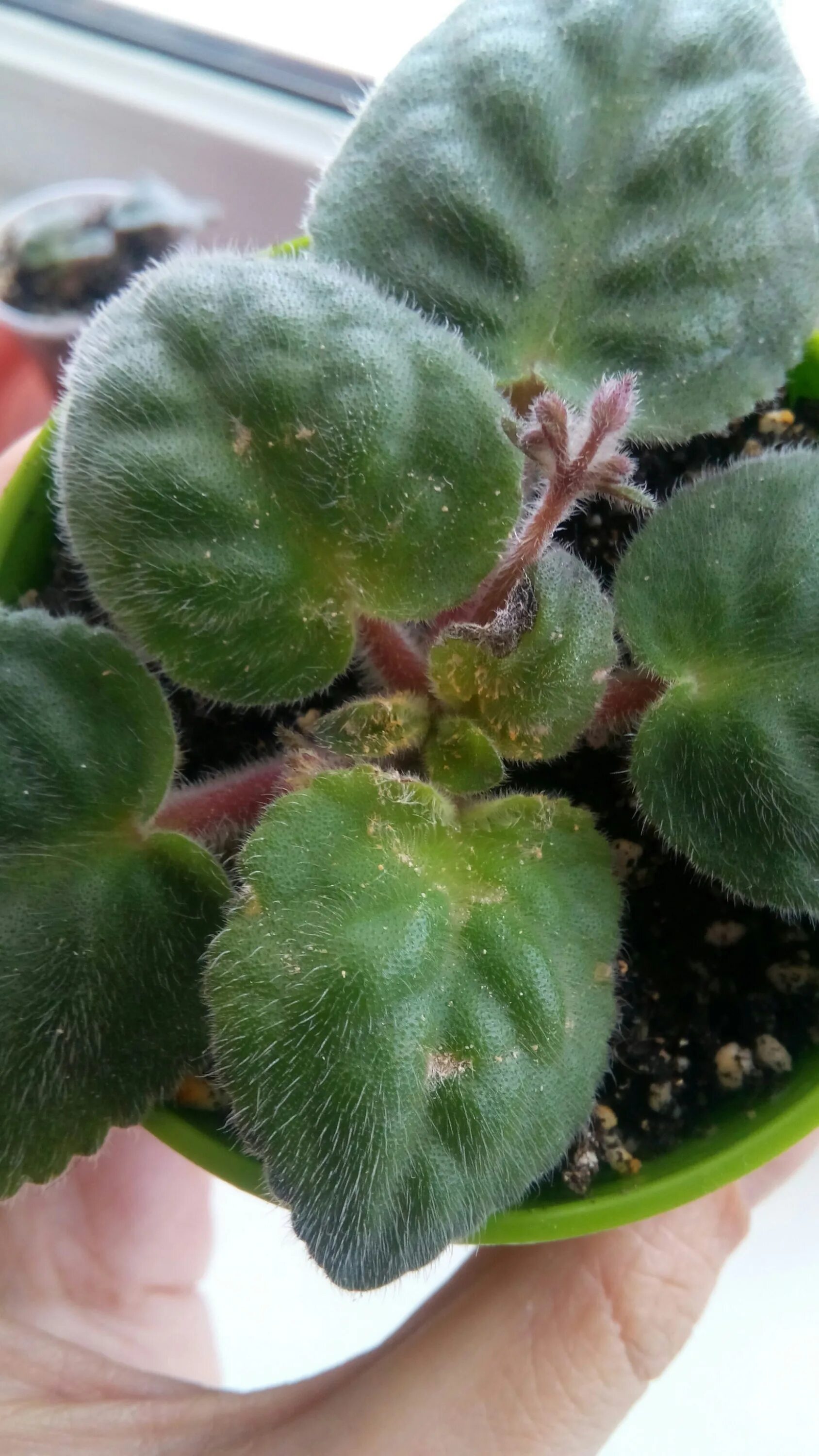 Нематоды на фиалках. Шагреневая листва у фиалок. Фузариоз фиалок. Фиалка коричневеют листья. Мучнистая роса на фиалках.