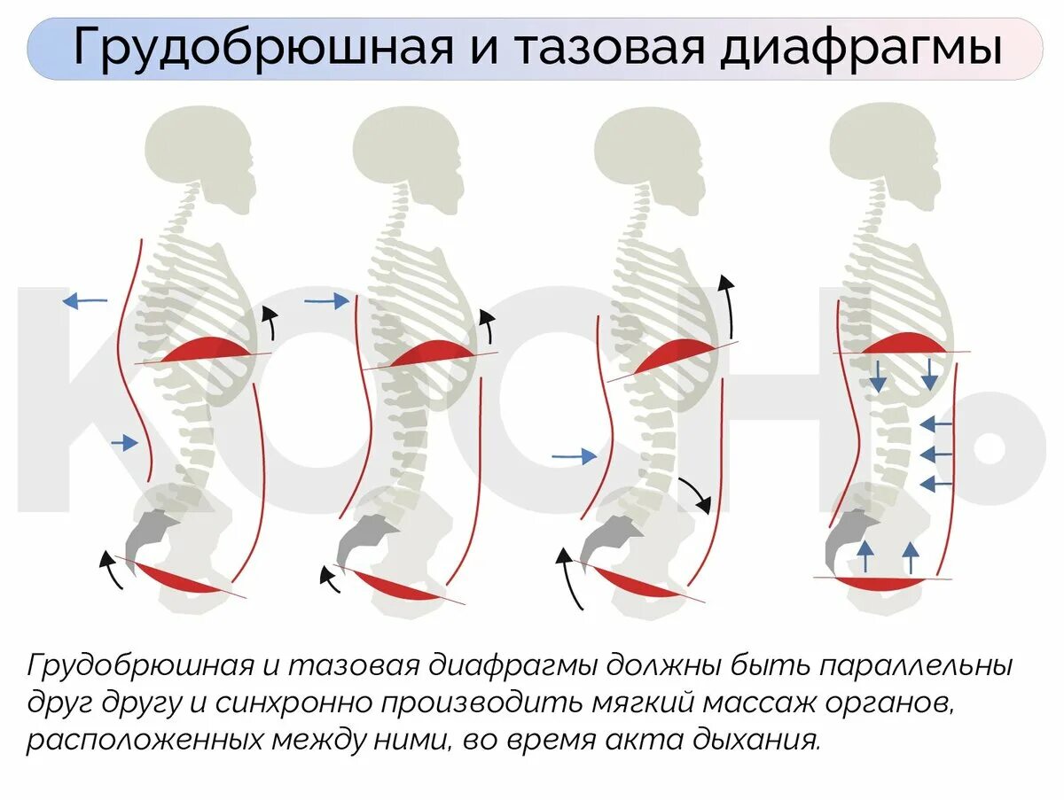 Вред диафрагмального дыхания