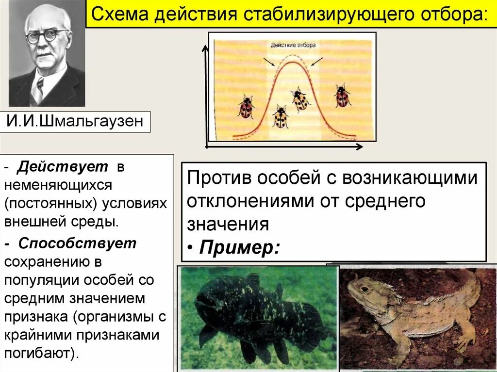 Стабилизирующий отбор Шмальгаузен. Шмальгаузен теория эволюции. Шмальгаузен формы естественного отбора. Шмальгаузен естественный отбор.