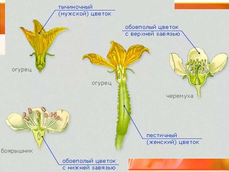 Завязь покрытосеменных
