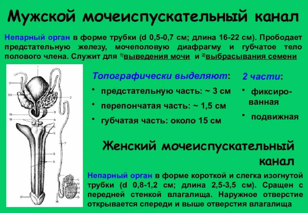 Уретра палочковая. Уретра палочковая. Сужения мужского мочеиспускательного канала. Цистоскопия предстательной железы. Лейкоциты в гинекологическом мазке.