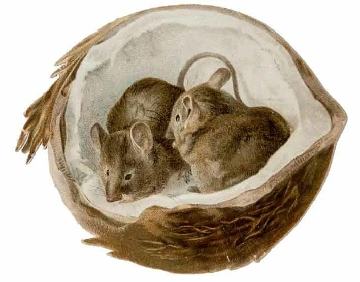 Мышь кокос. Дом из кокоса для хомяка. Мышь кокос. Новогодние игрушки из кокоса. Поделки из кокосовой скорлупы.