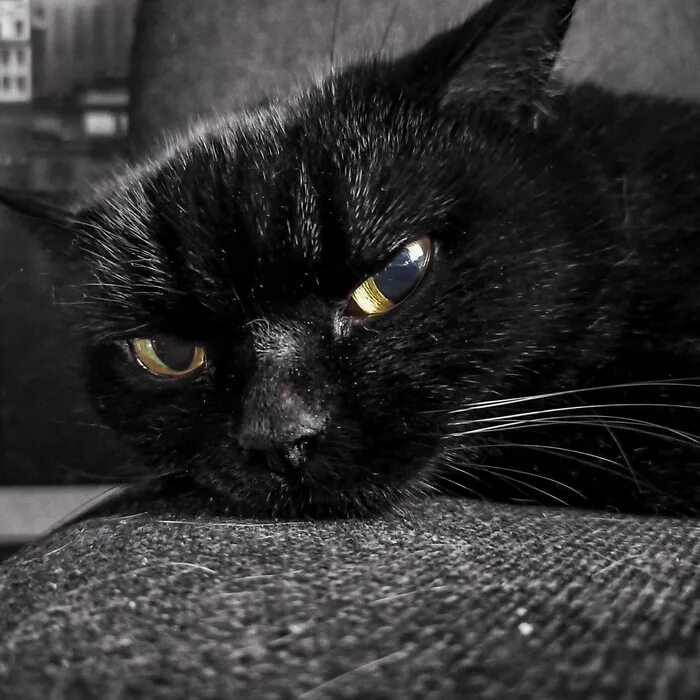 76 черный. Черный зеленоглазый кот. Морда черного кота. Чёрные коты без глаз. Морда черного кота фото.