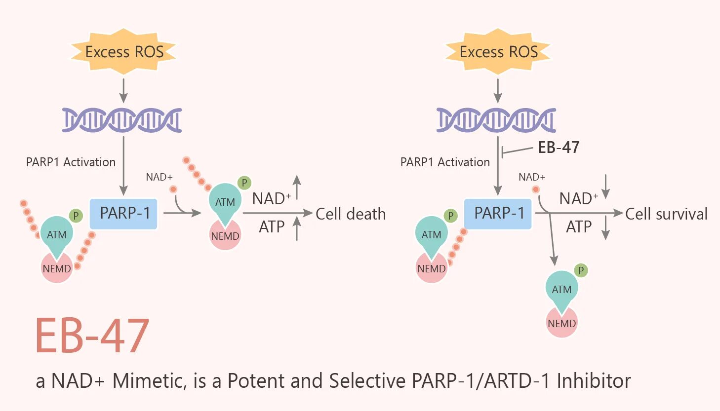 Парп 1. Parp1. PARP substrate nad. Poly ADP ribosilation. Над и парп.