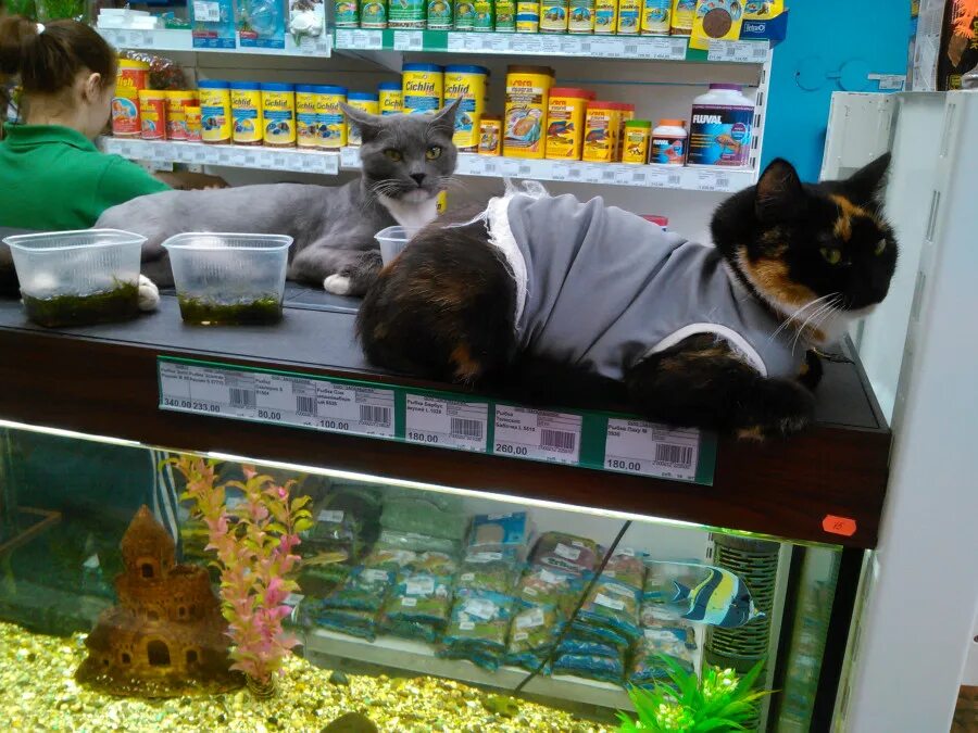 Магазин кошечек. Зоомагазин животных. Кот в зоомагазине. Котята в зоомагазине. Животные которые продаются в зоомагазинах.