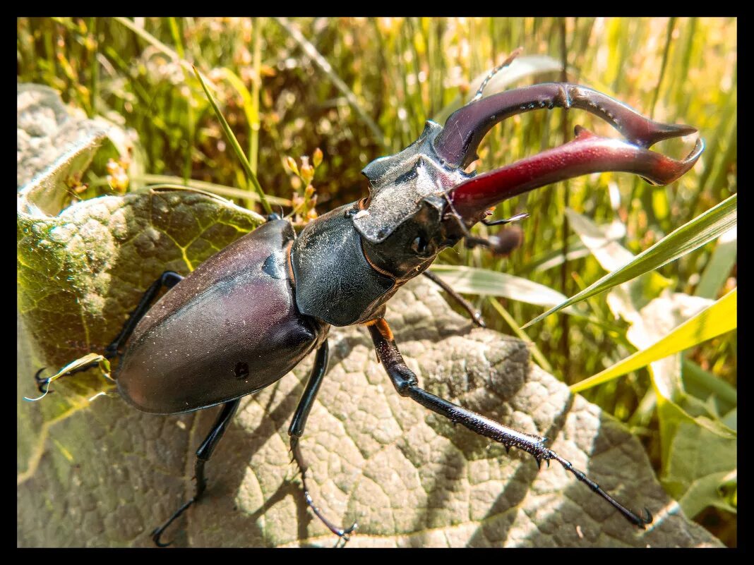 Жук олень перемещение. Жук Рогач. Жук-олень (Lucanus Cervus). Жук Рогач большой. Жук олень Рогач питание.