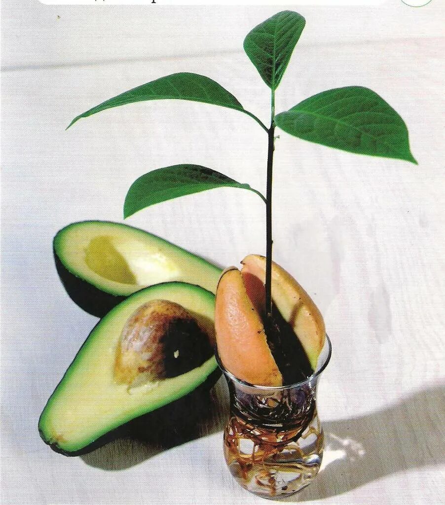 Какое вырастает авокадо. Прорастить косточку авокадо. Авокадо дерево Росток. Авокадо прорастить авокадо. Дерево из косточки авокадо.