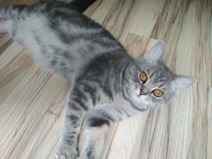 Кошечки 7 месяцев