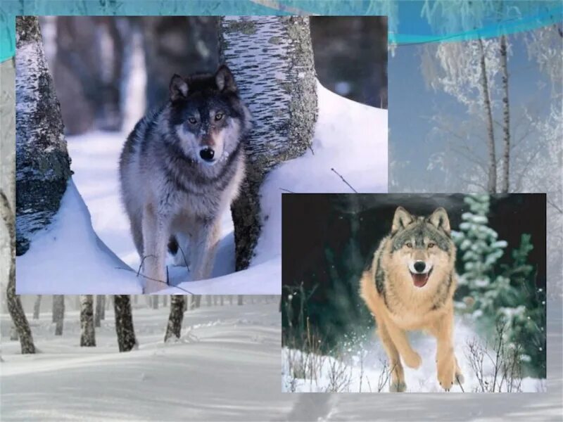 Жизнь диких животных зимой 1 класс. Поведение животных зимой. Зимующие дикие животные. Звери зимой для дошкольников. 1 класс жизнь животных зимой.