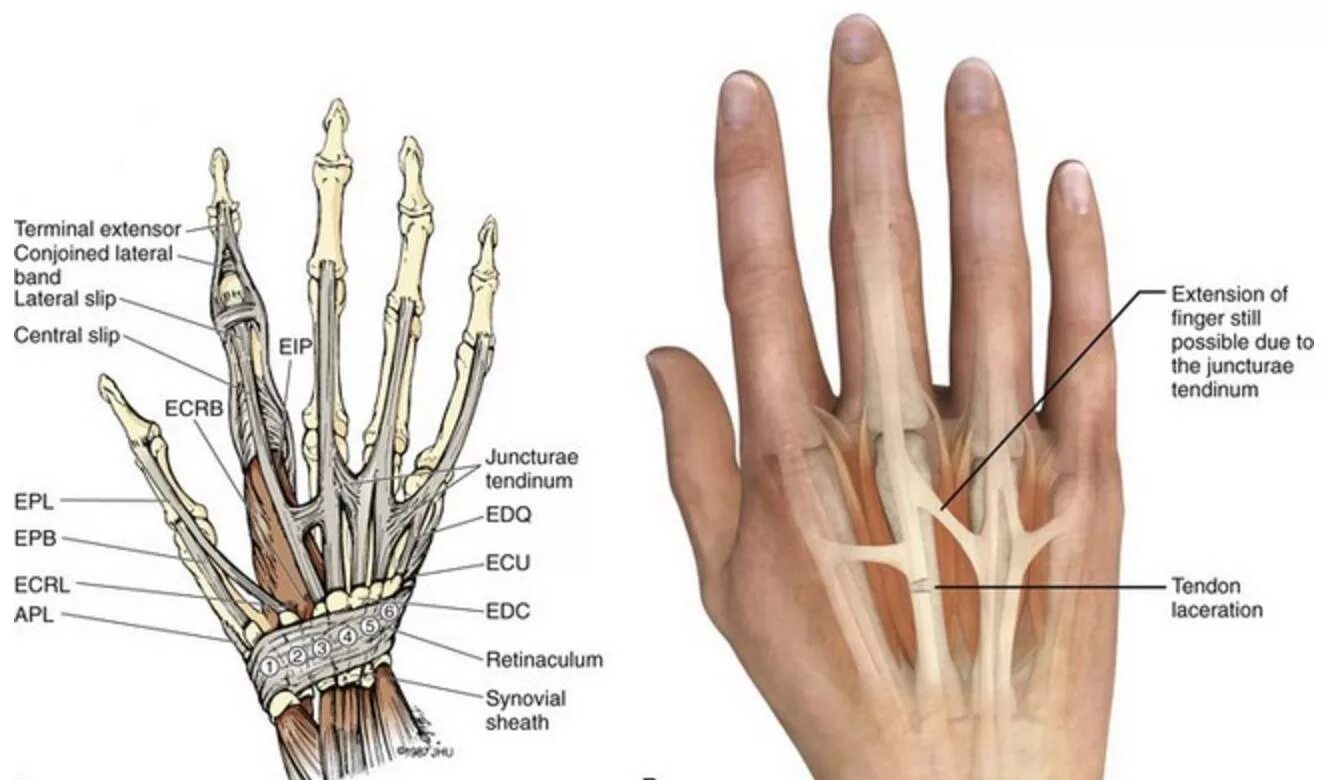 Название пальцев на руке. Центральное сухожилие. Lateral slip graph. Finger slip перевод. My fingers перевод.