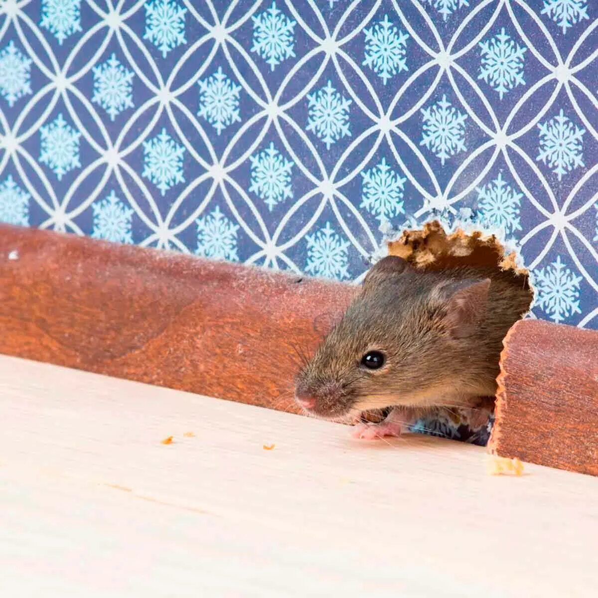 Мыши сгрызли. Крысы в доме. Мышиная норка. Мышка в норке.