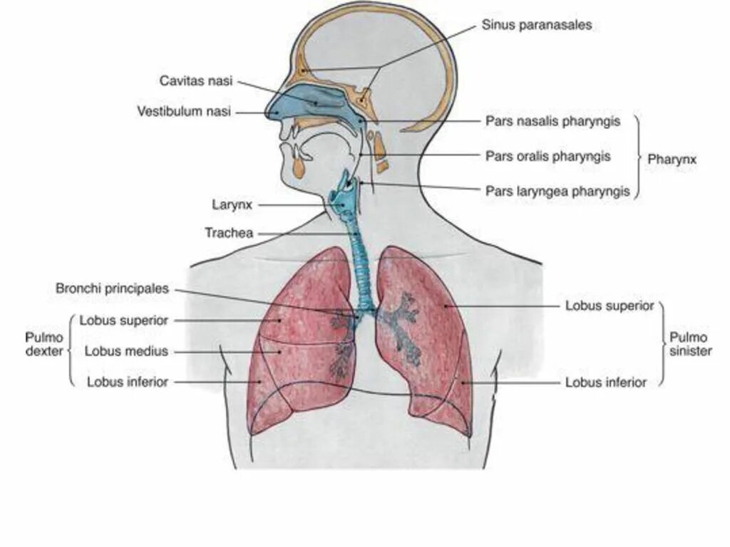 Замкнутая дыхательная система. Дыхательная система человека Плешаков. Дыхательная система человека без надписей. Дыхательная система человека на прозрачном фоне.