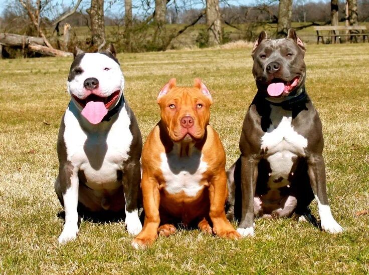 Питбуль команда. Американский пит стафф терьер. стаффордширский терьер миостатин. американский стаффордширский питбультерьер. стаффордширский терьер и питбуль.
