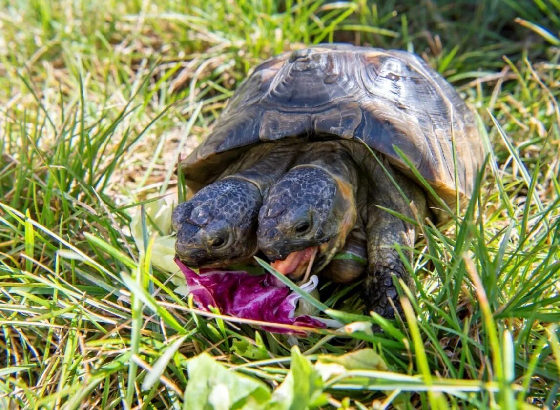 красноухая черепаха маленькая. крапчатая карликовая черепаха. карликовая красноухая черепаха. фото черепахи маленький. мускусная черепаха.