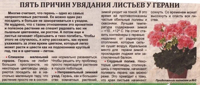 Почему пеларгония белеет