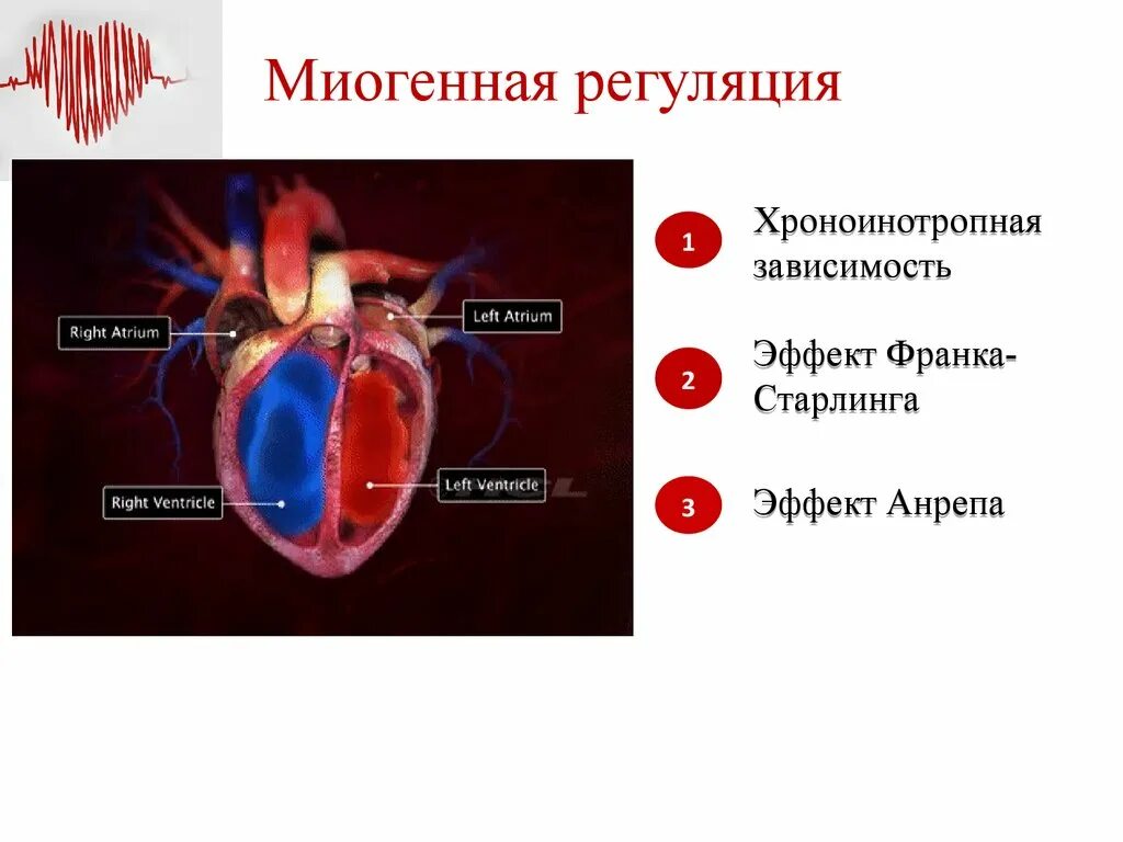 Миогенный механизм регуляции сердца. Миогенная регуляция. миогенный механизм регуляции. миогенные механизмы регуляции сердечной. механизмы миогенной регуляции сердечной деятельности.