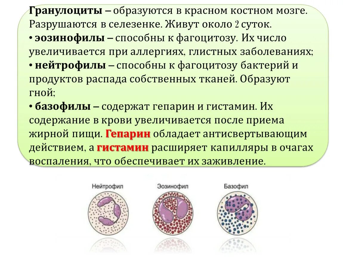 Базофилы повышены у взрослого мужчины. Гранулоциты красного костного мозга. Базофилы 1.2. Базофилы 0,1. Гранулоциты в костном мозге.