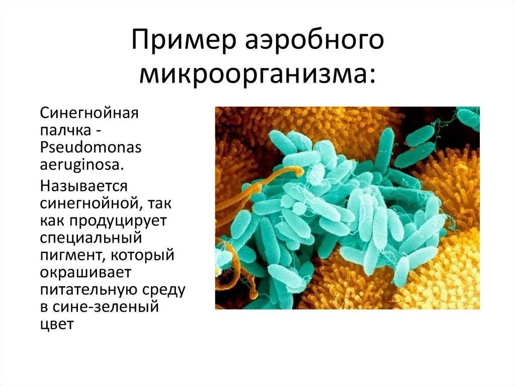 Аэробные и анаэробные бактерии. Аэробные бактерии микробиология. Микробы анаэробы. Бактерии анаэробы. Аэробное соединение