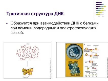 Структурные белки днк