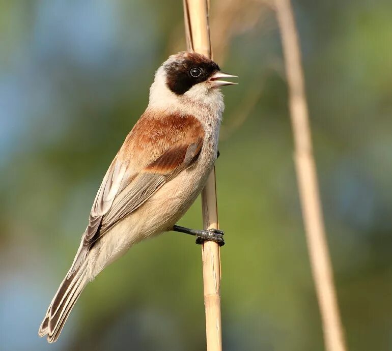 крупный воробей 6 букв сканворд. клюв воробья. желтоклювый тукан. синеклювый тукан. полевой воробей.