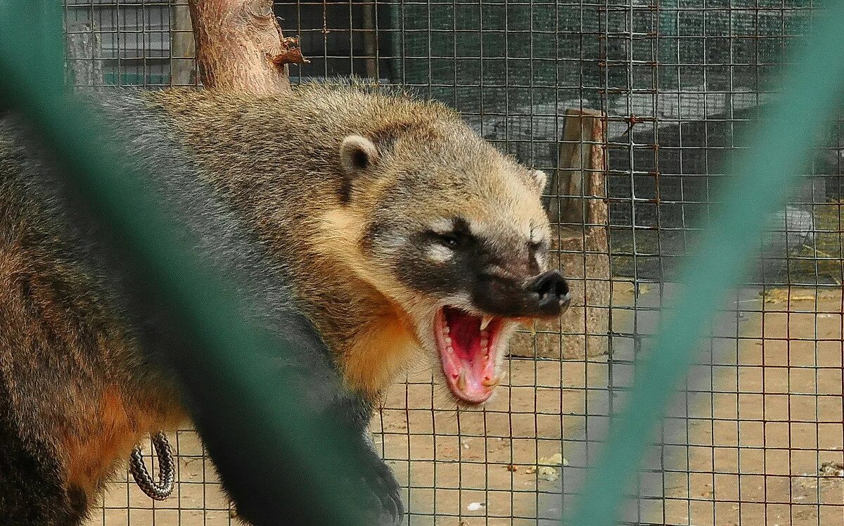 Домашний хорек фретка. Ханурик животное. Хорек в нижегородской области. Харьков животное. Хорек фретка.
