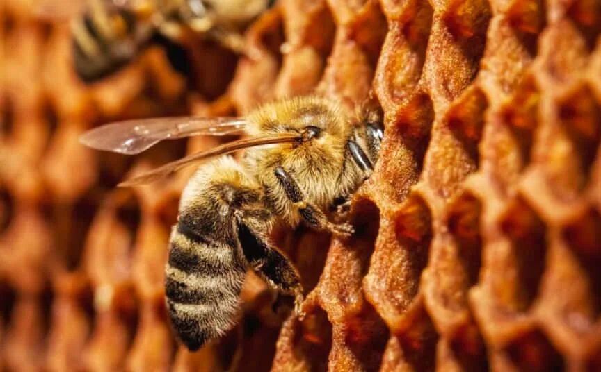 Сколько пчелы дают. Сколько меда с одного улья. Сколько меда приносит 1 улей. Сколько пчела приносит меда за свою жизнь.
