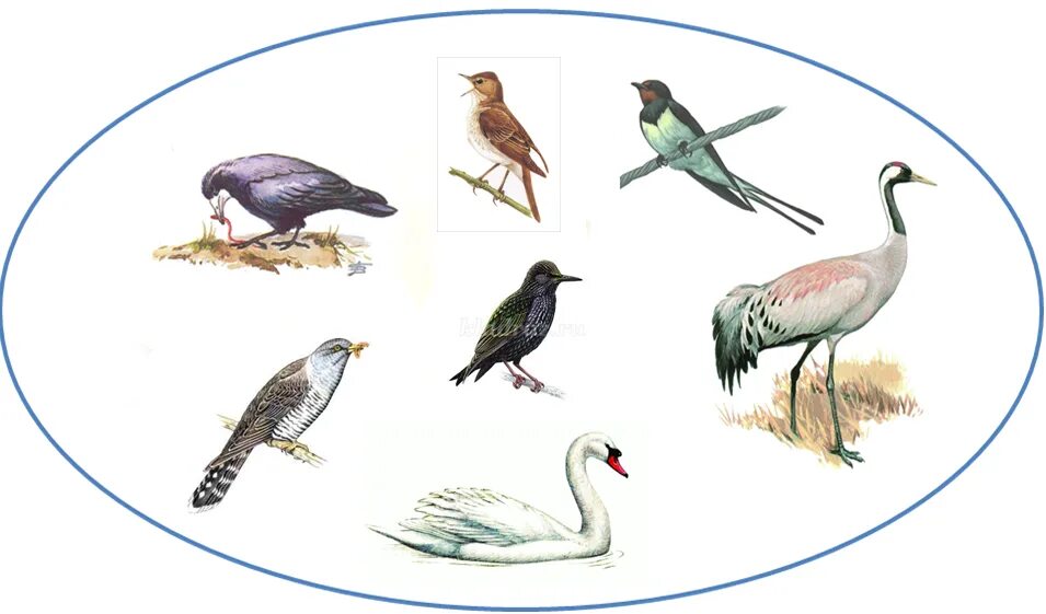 Перелетные птицы тема в детский сад. Перелетные птицы. Перелетные птицы для детского сада. Изображение перелетных птиц для детей. Перелётные птицы картинки для детей.