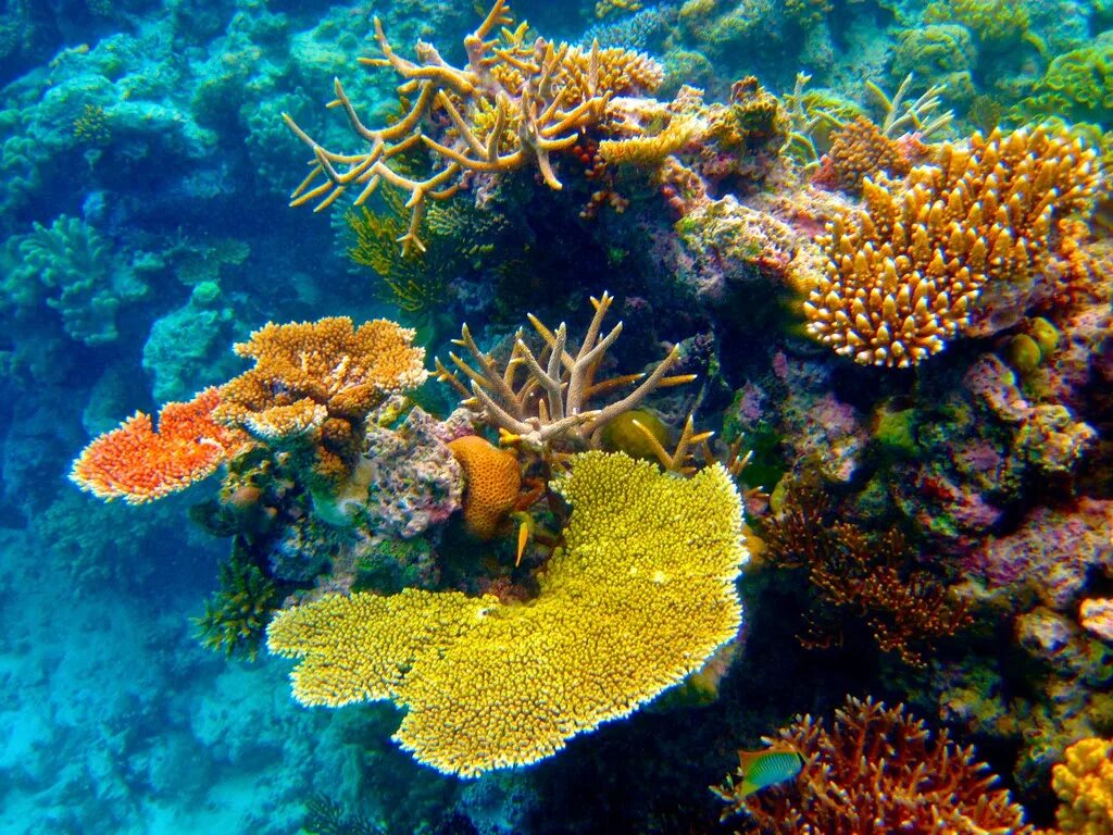 Great barrier reef corals. Большой Барьерный риф Австралия. Саркофитон коралл. Коралловый риф в Австралии.