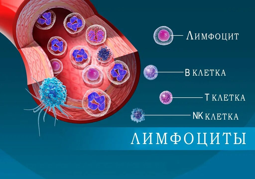 Лимфоциты. T-лимфоциты. Клетки лимфоциты. B-лимфоциты. Т клетки крови