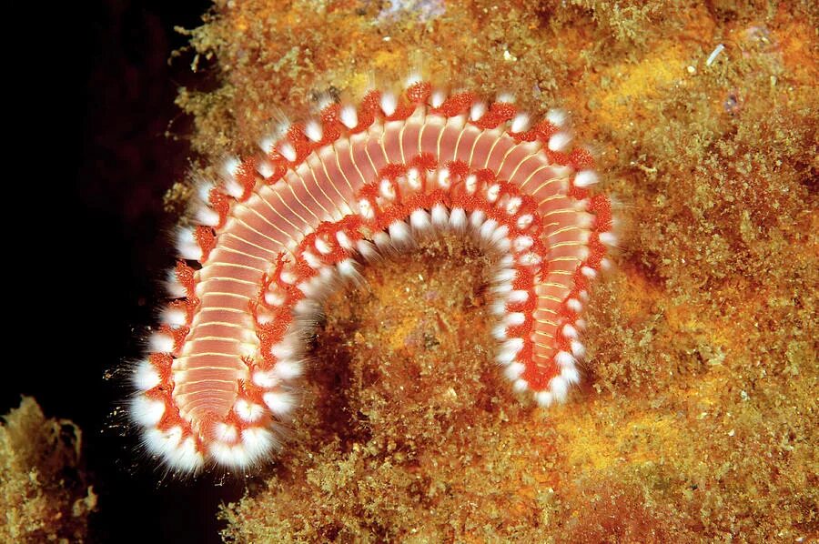 Морские многощетинковые черви. Морской кольчатый червь. Хищные многощетинковые черви. Сидячие полихеты.