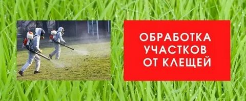 Сэс кострома