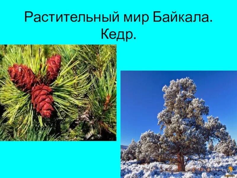Растения байкала. Растительный мир прибайкалья подготовительная группа. Растительный мир прибайкалья для дошкольников. Баргузинский заповедник растения. Растения мир байкала.
