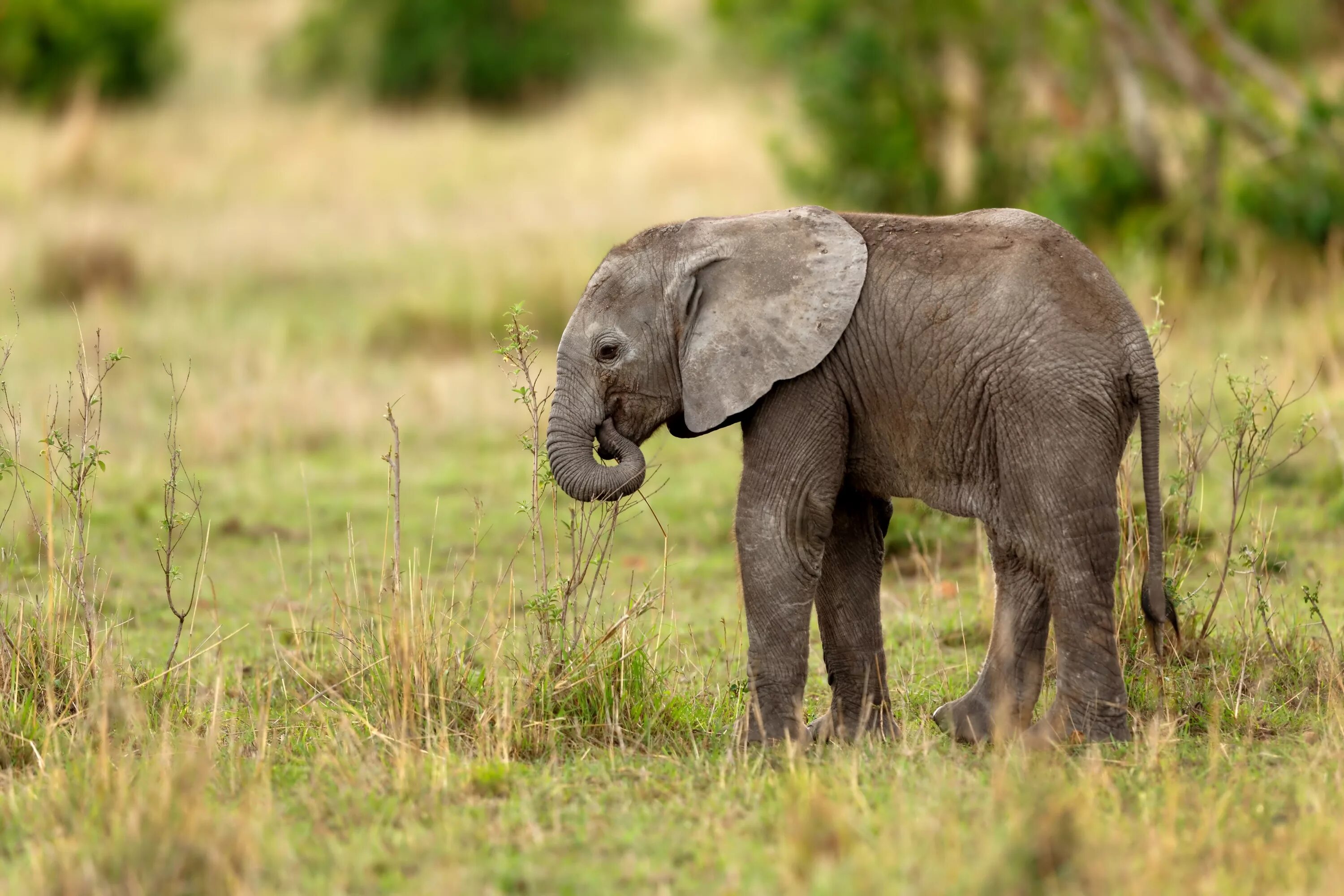 Слоненок. Маленький Слоник. Слон с детенышем. Маленькие слоны.