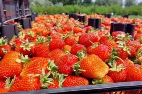 Тонны клубники