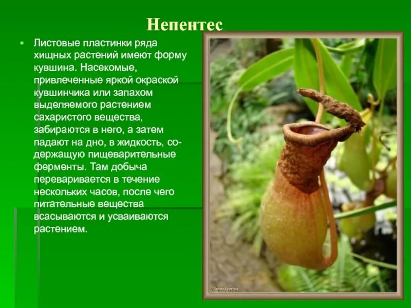 Почему у растения такое название. Кувшинчики у непентеса строение. рассказ про растения хищники непентес. растение непентес доклад. непентес хищник.