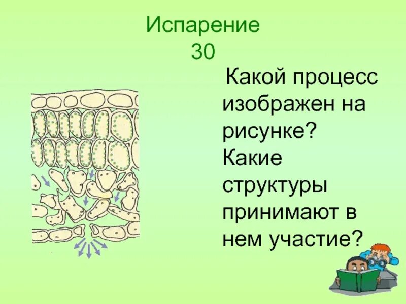 Процесс, изображённый на рисунке, относится к. Какой процесс изображен на рисунке?. На рисунке изображён процесс. Какой процесс изображен на рисунке биология. Изображенная на рисунке структура участвует