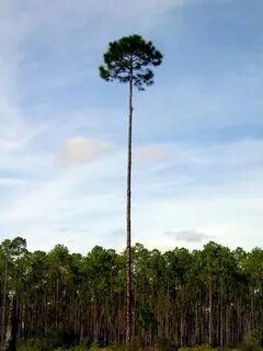 These are tall trees