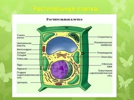 Внутреннее строение растительных организмов