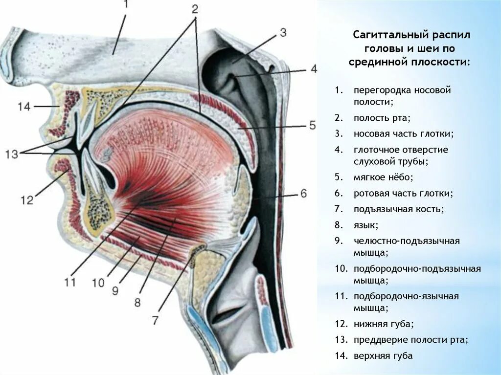 Полость рта Сагиттальный разрез анатомия. Полость рта Сагиттальный распил головы. Полость рта Сагиттальный распил анатомия. Глотка анатомия Сагиттальный разрез.