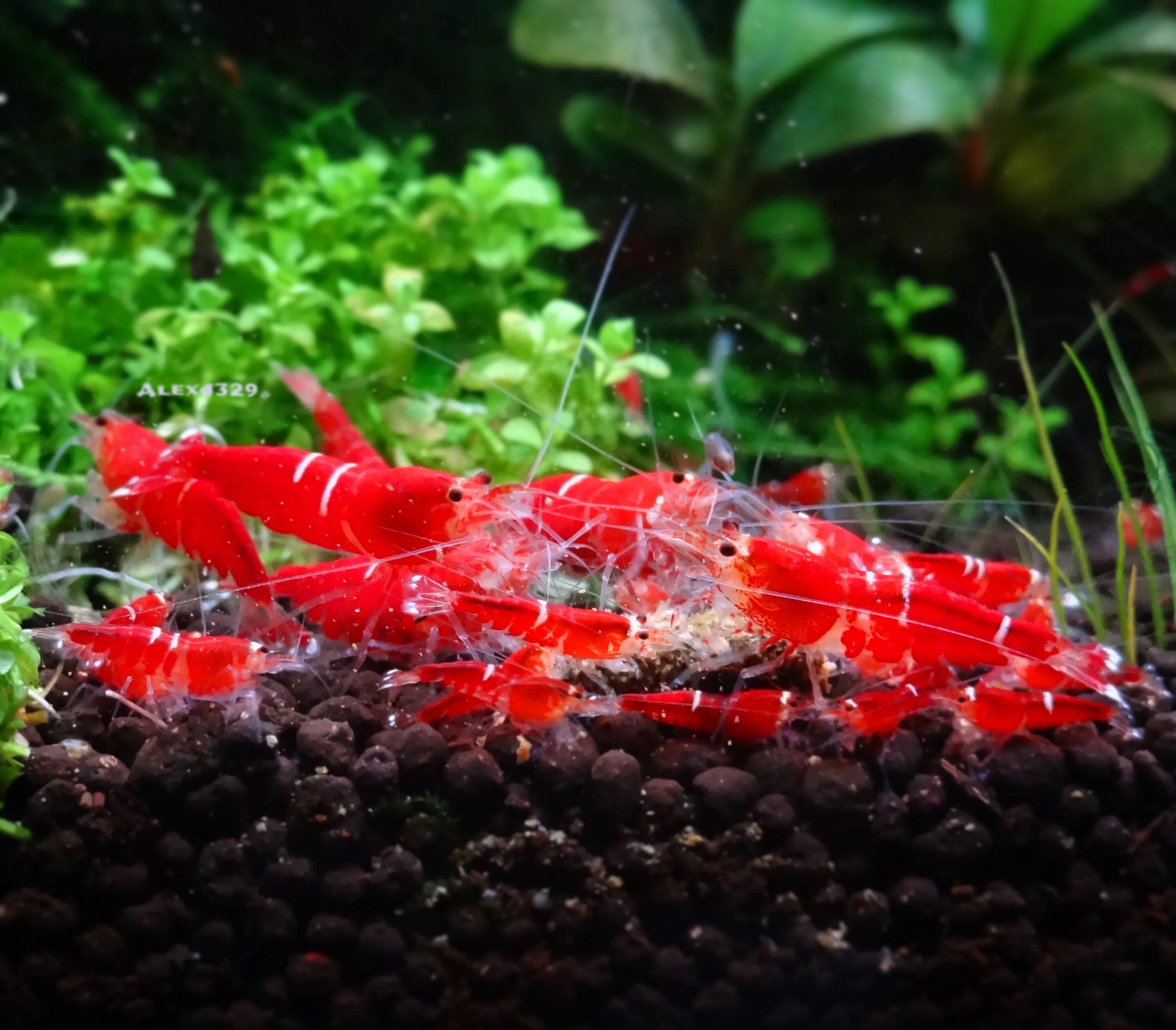 Людвигия Болотная (Ludwigia palustris): описание, содержание, фото и отзывы