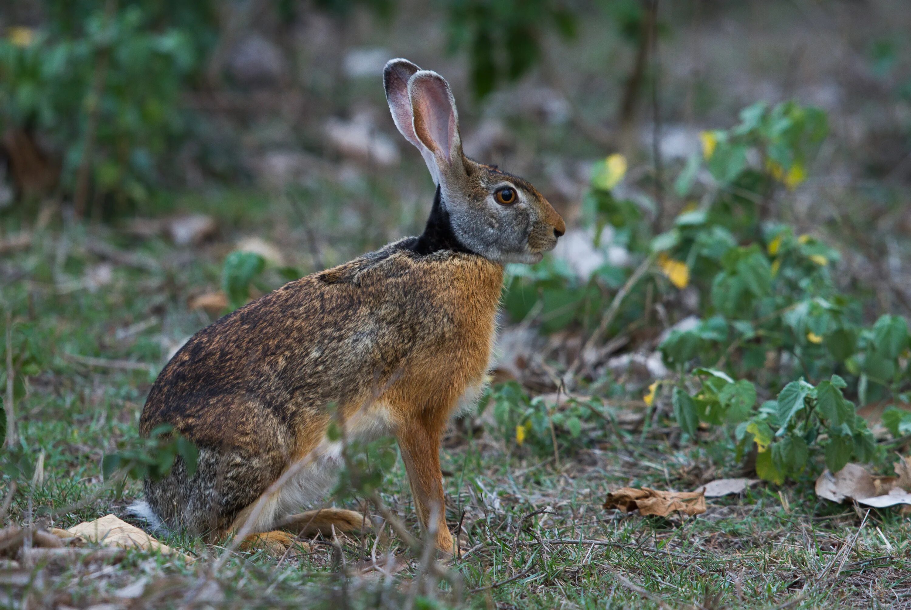 Животные ивановской области. Lepus nigricollis. Заяц Русак и лиса. Заяц в лесу. Заяц Лесной.